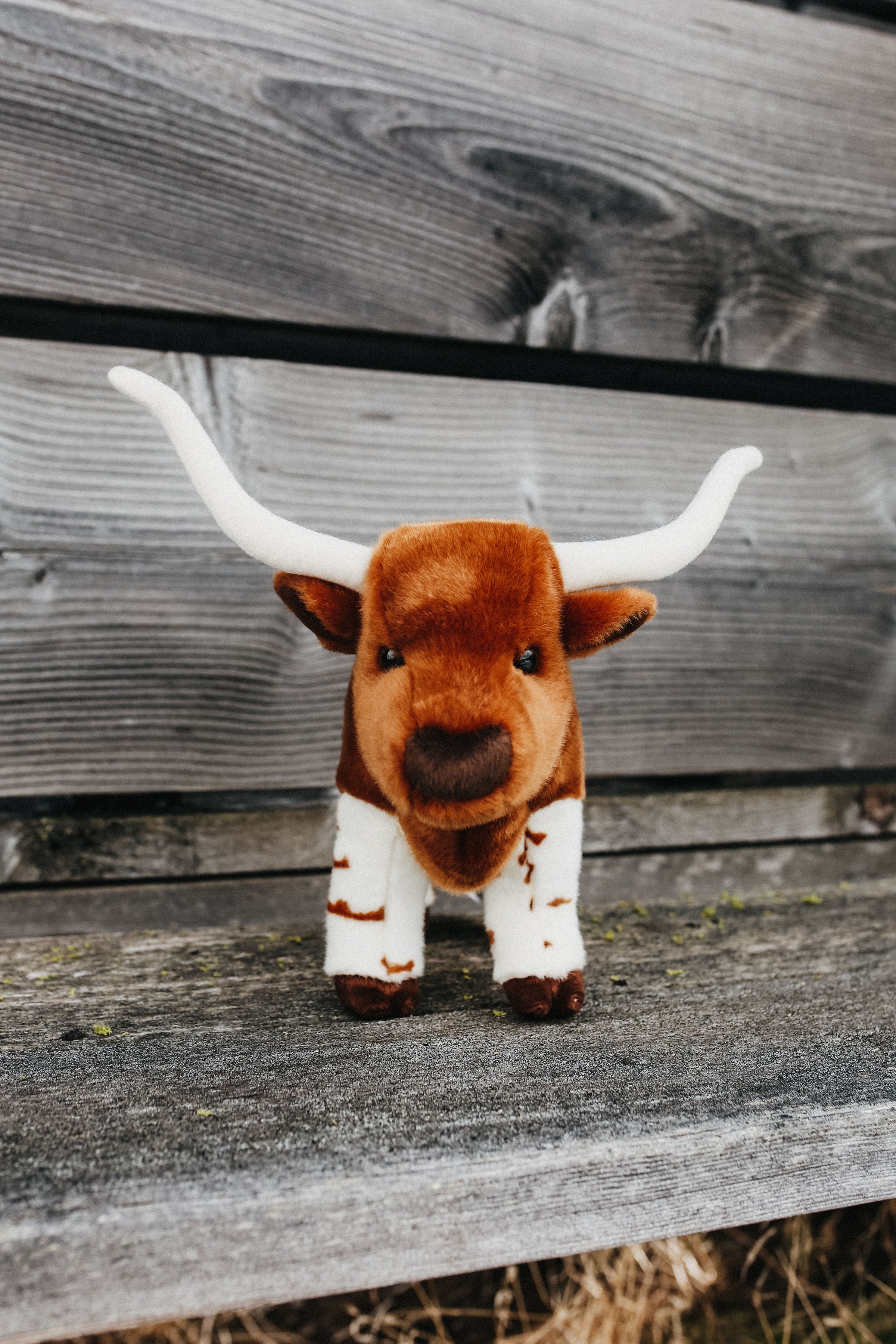 Rose the Longhorn | Farm Girl: Rural Boutique + General Store