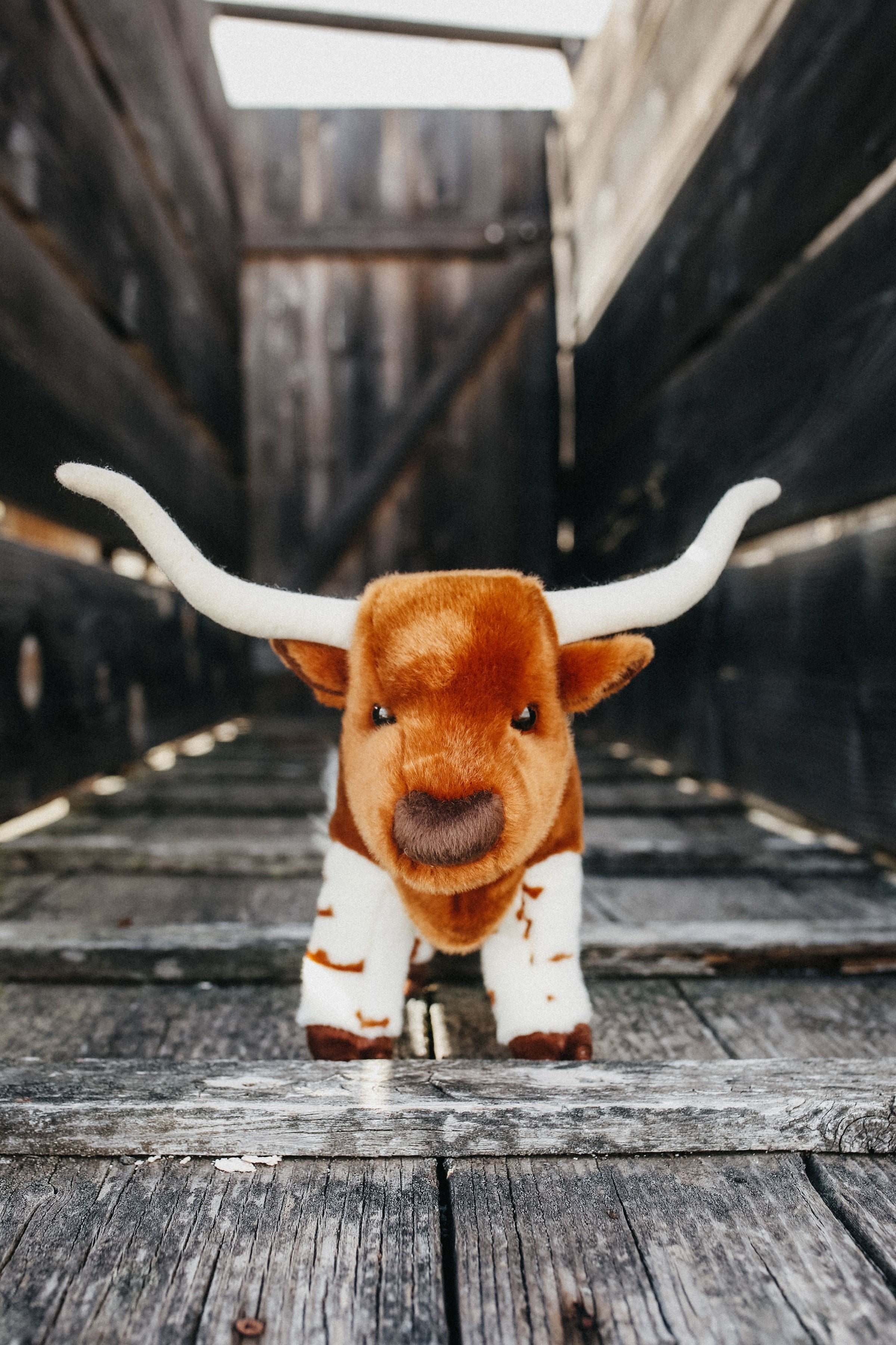 Rose the Longhorn | Farm Girl: Rural Boutique + General Store Rose the Longhorn | Farm Girl: Rural Boutique + General Store