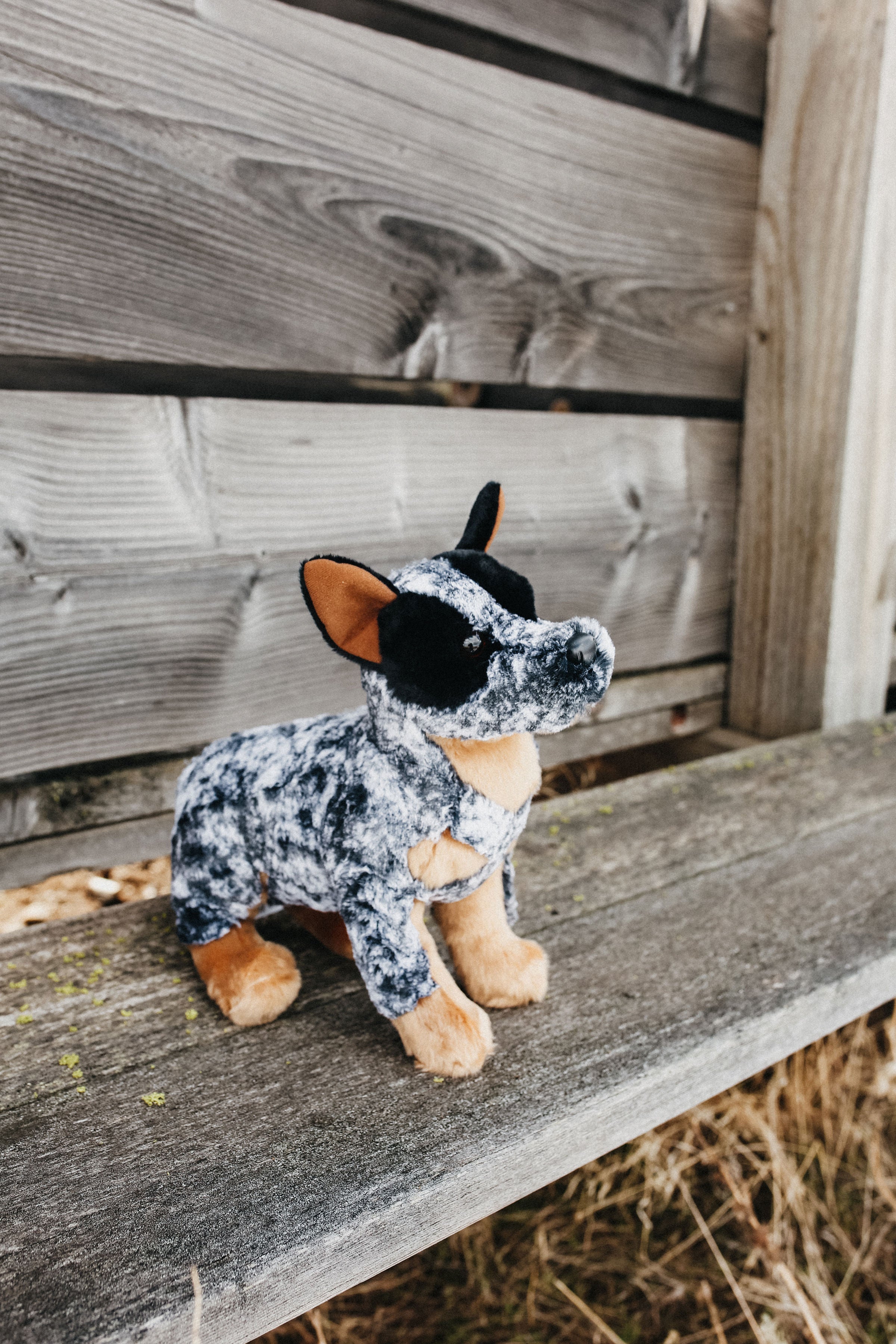 Gracie the Blue Heeler  Farm Girl: Rural Boutique + General Store